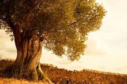 Huile d'olive bidon de 5 L