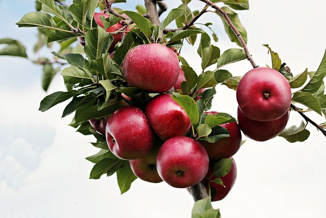 Pomme pink lady