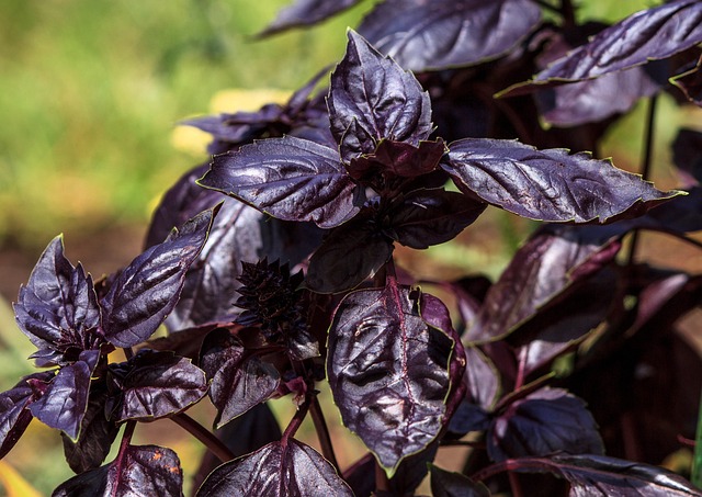 Basilic pourpre en pot