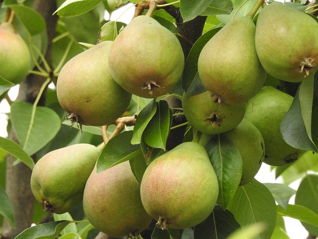 Poires