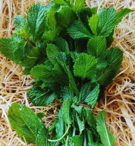 Menthe