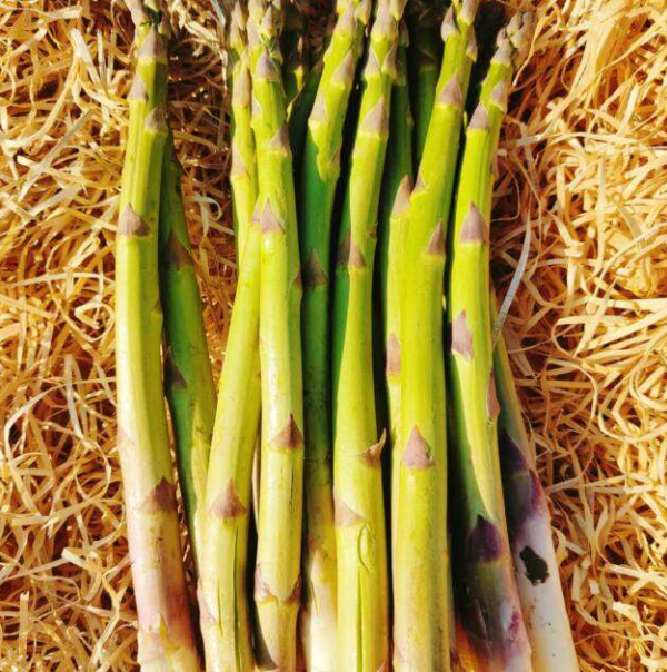 Asperges blanches/violettes 500g