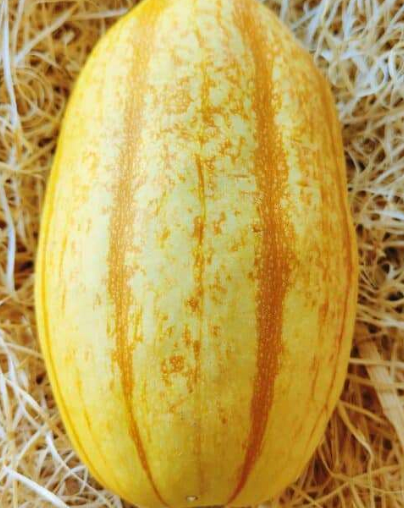 Courge spaghetti