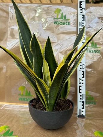 Sanseveria sans pot 15.60€