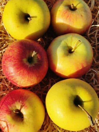Pommes Gala Var 500g