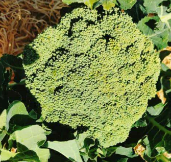 Brocoli 1pce