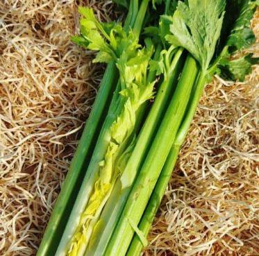 Céleri branche 1/2p
