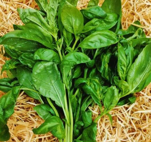 Pot de basilic