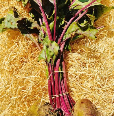 Betteraves mixtes 650g