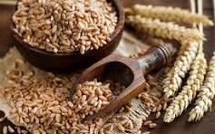 PETIT EPEAUTRE BIO et IGP* SACHET DE 1 KG