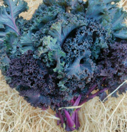 Chou Surprise (romanesco, brocoli, violet, ...)