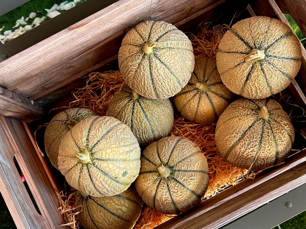 Melon Charentais de Arles la pièce