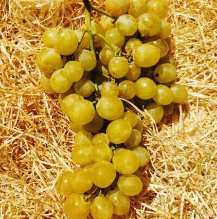 Barquette de raisin blanc Kg