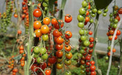 Tomates cerise allongée 500g