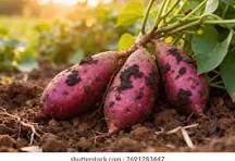 Patate douce 500g