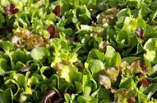 Mesclun 300g