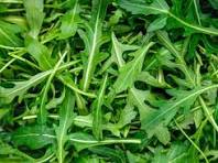 Roquette 300g