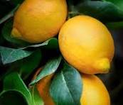 Citron 500g