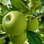 Pommes Granny 500g