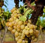 Raisin blanc  Régal  500g