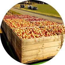 Caisse de 7.5 kg de pommes bio