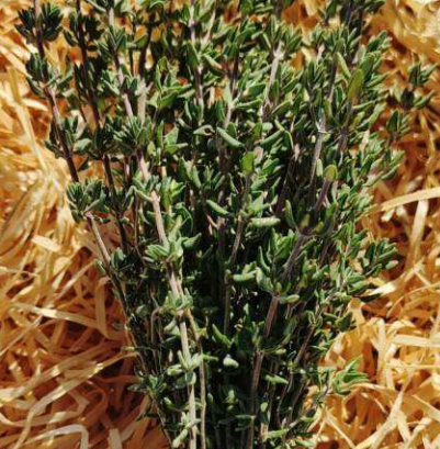 Thym frais (bouquet)