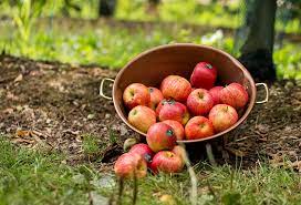 Carton de 6x1L jus pommes / géranium Rosat