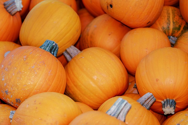 Courge spaghetti