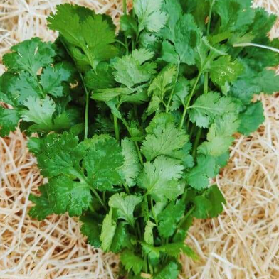 Coriandre bouquet