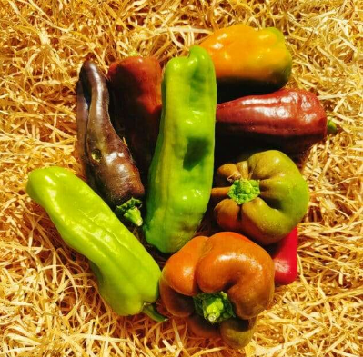 Poivrons mixtes
