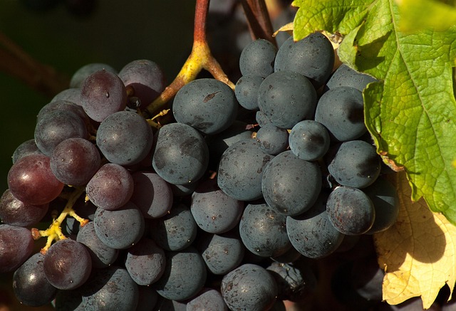 Raisin prima (noir) Kg