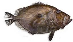 Mérou, St Pierre et Loup (Bar) 45€/kg