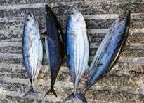 Pélamide 20€/kg