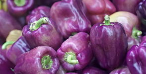 Poivron pourpre Kg