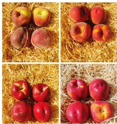 Nectarines (blanches/jaunes) Kg