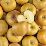 POMME REINETTE GRISE BIO Chair tendre, fondante acidulée filet de 4kg