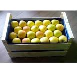 POMME GOLDEN BIO Fondante et sucrée la caisse de 13 kg