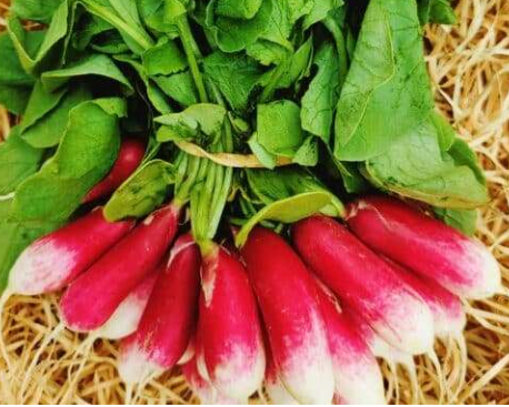 Radis botte