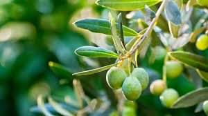 Huile d'olive du moulin de Callas 50 cl