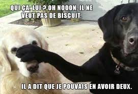 Coffret de Noêl pour chien