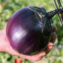 Aubergine bio