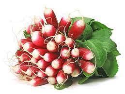 Radis rose bio