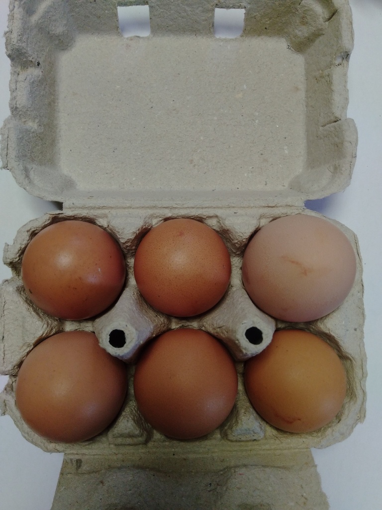 Oeufs extra frais par 6 moins de 8 jours