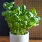 Plant de Basilic en pot