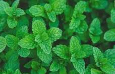 Plant de menthe en pot