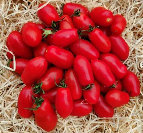 Tomates San Marzano