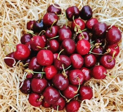 Cerises 500g