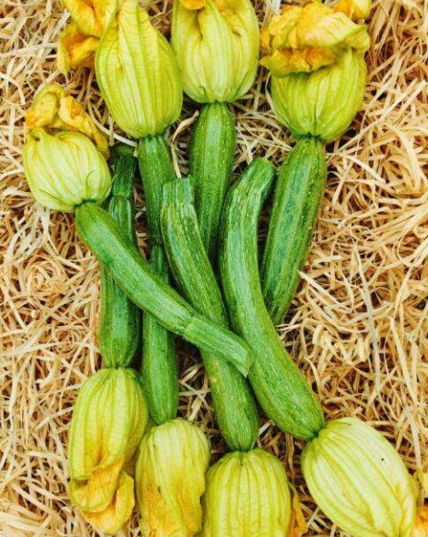 Courgettes fleurs Kg