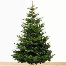 Sapin épicea 150/200 cm