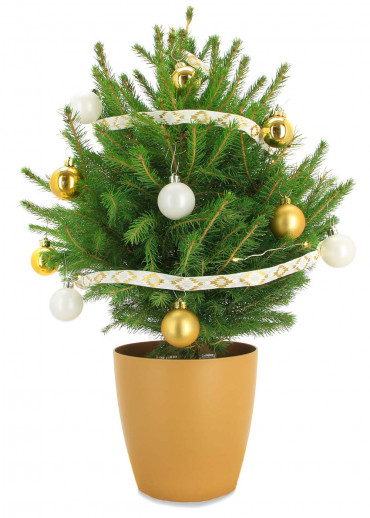 Le mini sapin traditionnel pot doré et décoration hors frais d'envoi